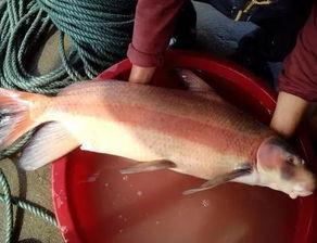 娱乐吃瓜酱放生鱼,一场爱心与自然的和谐交响