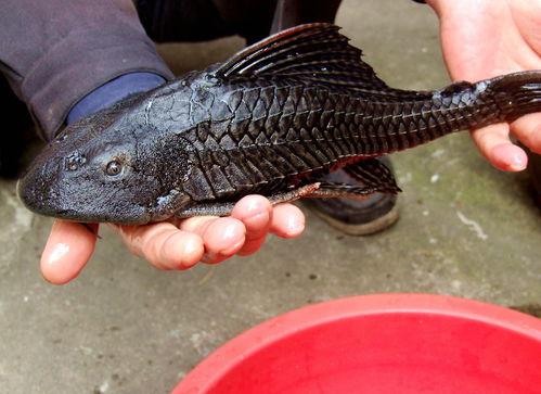 娱乐吃瓜酱放生鱼,一场爱心与自然的和谐交响